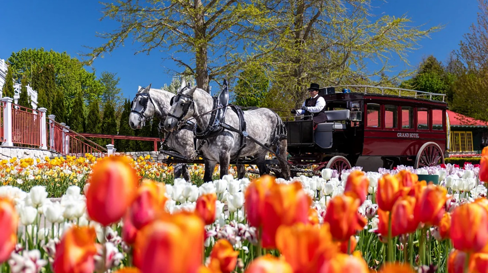 The US island with no cars and one horse for every person-酒店英语实战指南｜免费学习资源 - 酒店英语